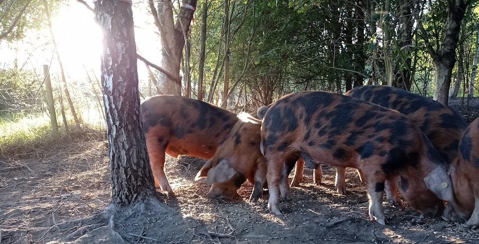 PIGS IN THE WOOD SUNSET