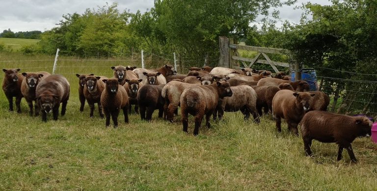 shearlings and ewe lambs settled after weaning